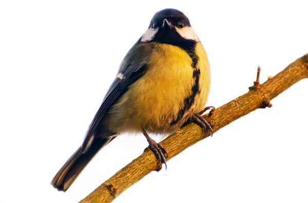 Птичка синичка