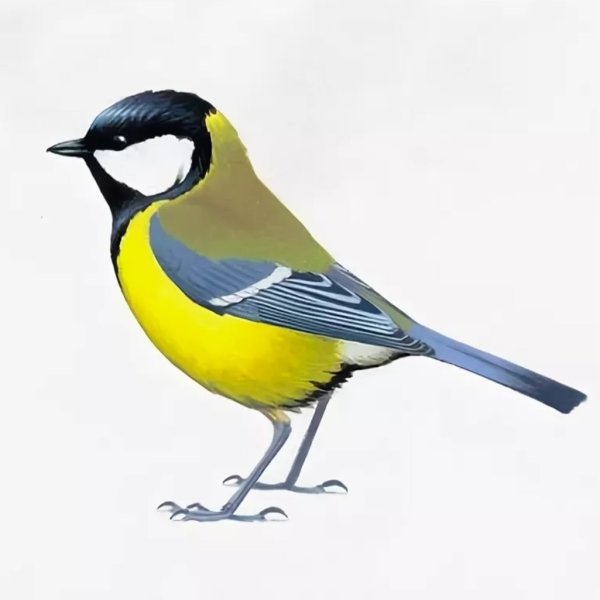 Синичка на белом фоне