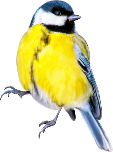 Синица для детей