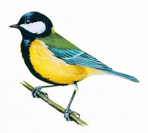 Синичка картинка для детей