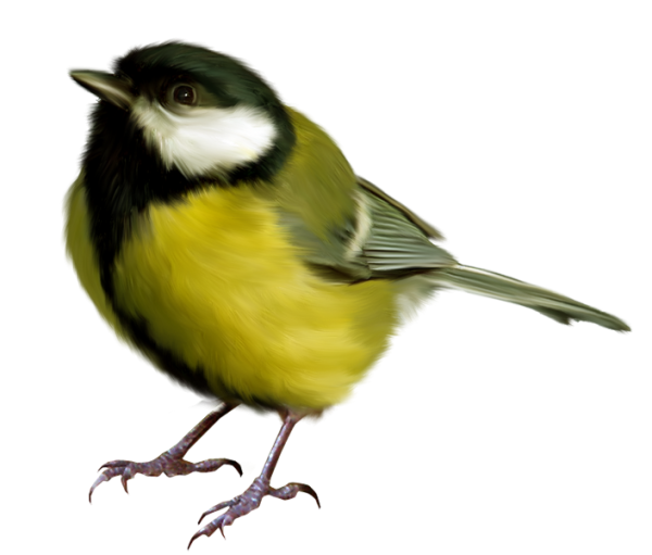 Синица на прозрачном фоне