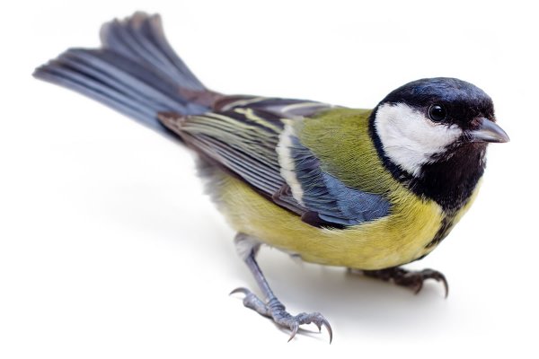 Синица на прозрачном фоне