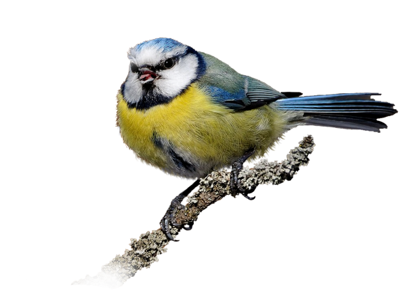 Синица на прозрачном фоне