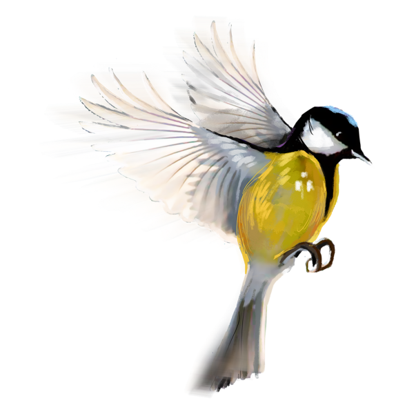 Синичка без фона