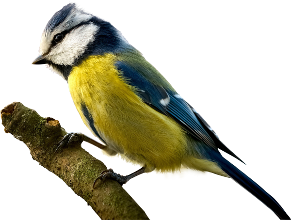 Синичка на белом фоне