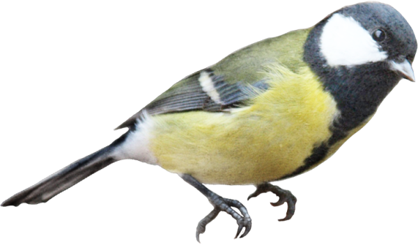 Синичка на белом фоне