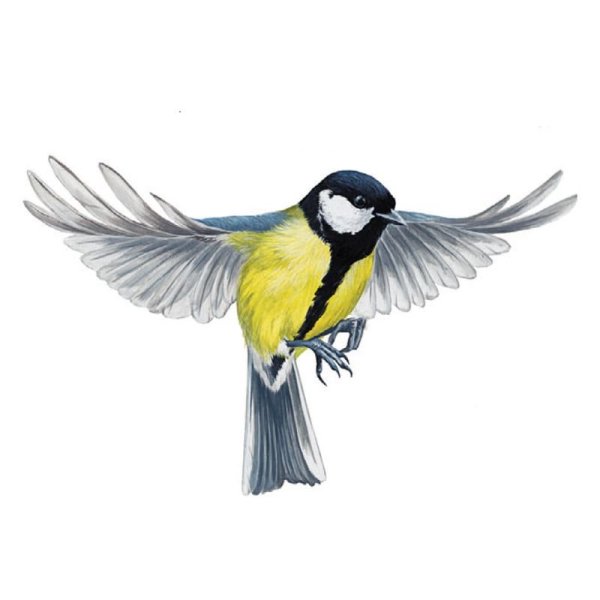 Синица для детей в полете