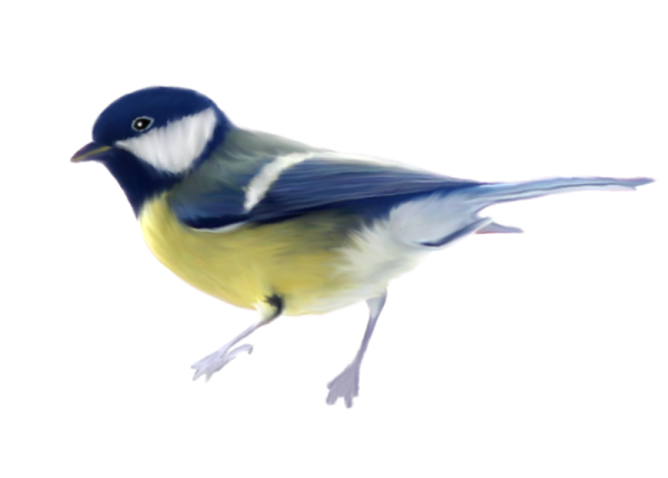 Синица на прозрачном фоне