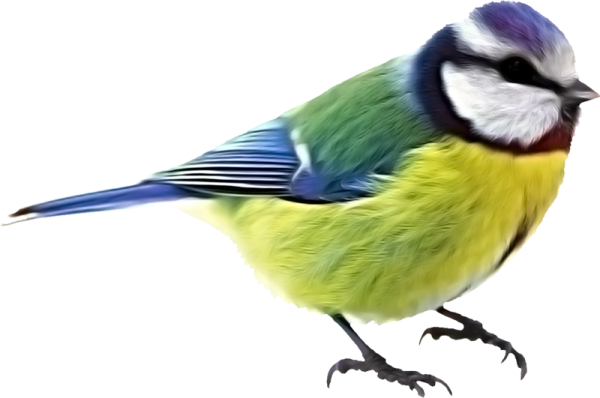 Синица птица на белом фоне