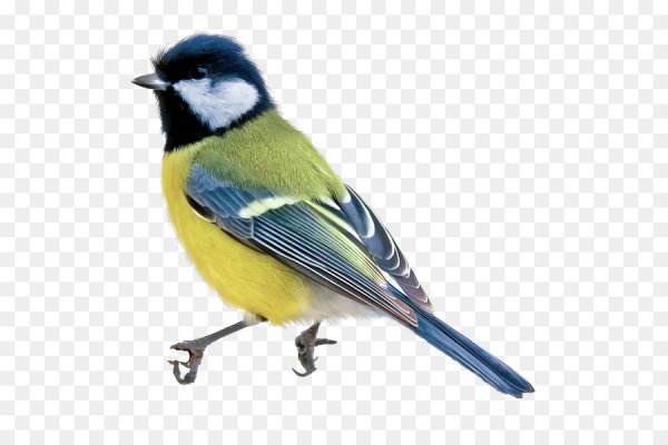 Синица на белом фоне