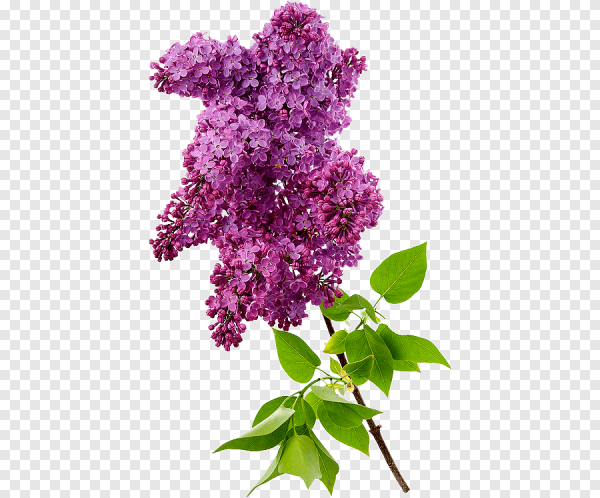 Сирень обыкновенная на прозрачном фоне