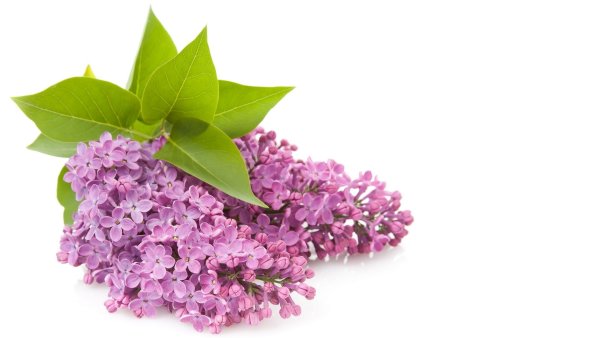 Цветущая сирень