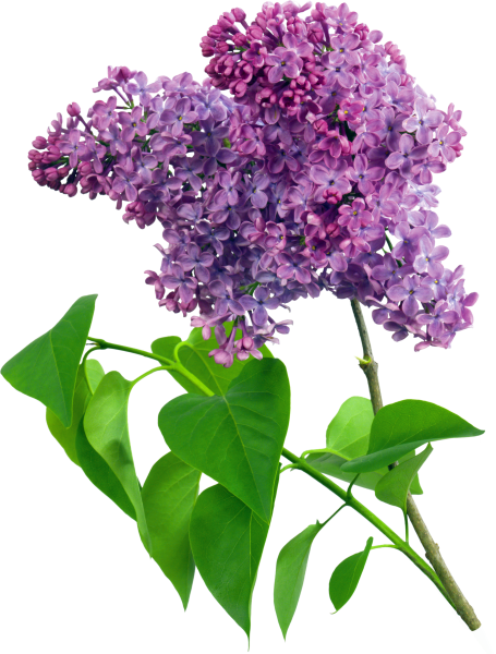 Сирень обыкновенная сенсейшен