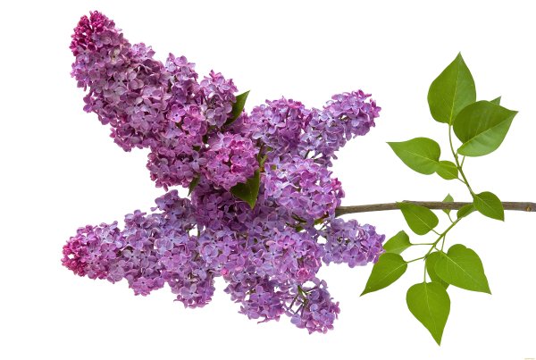 Куст сирени