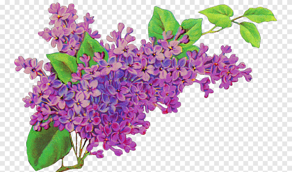 Сирень мультяшная