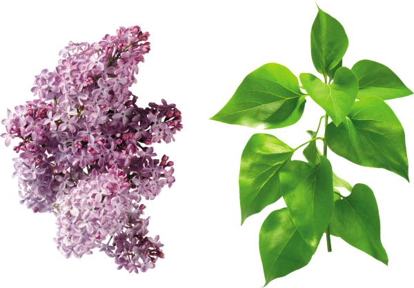 Листочки сирени