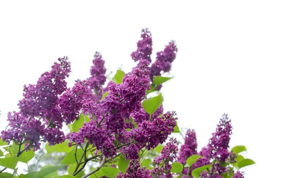 Куст сирени на прозрачном фоне