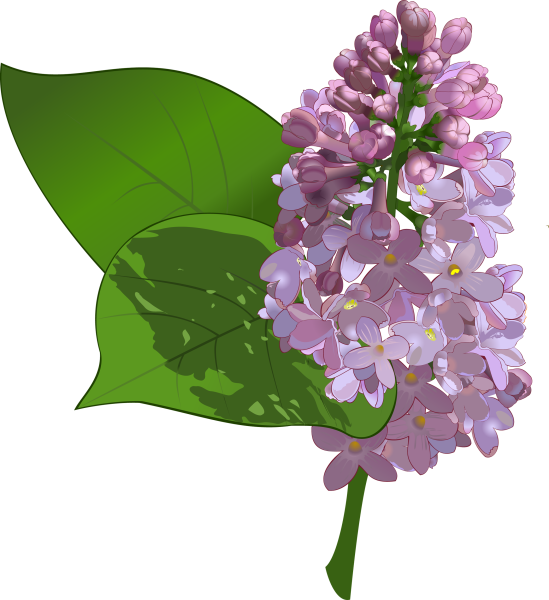 Сирень рисунок для детей