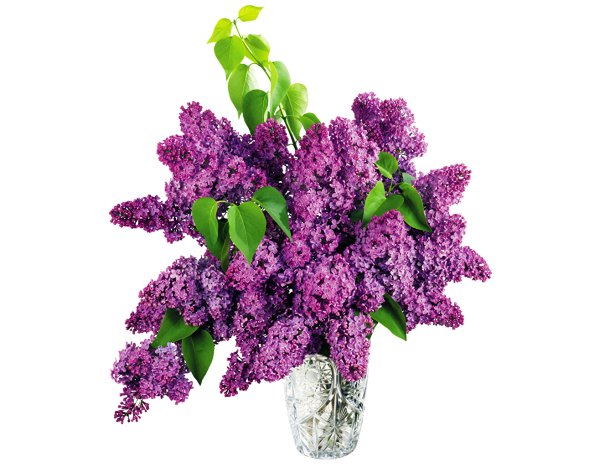 Свежесрезанная сирень