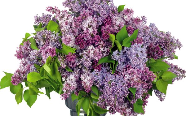 Флауэр Сити сирень