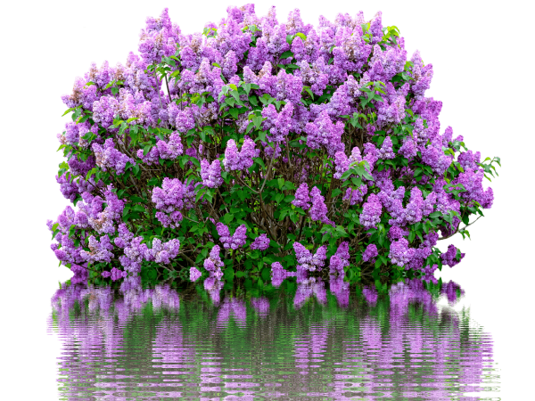 Куст сирени