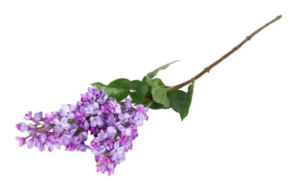 Сирень на прозрачном фоне