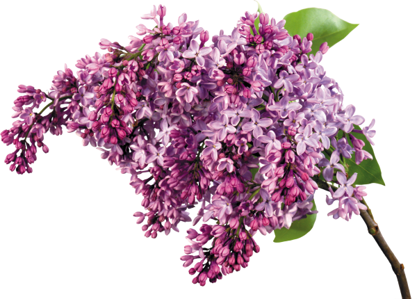 Сирень срезка