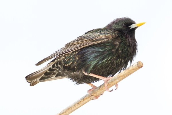 Скворец для детей