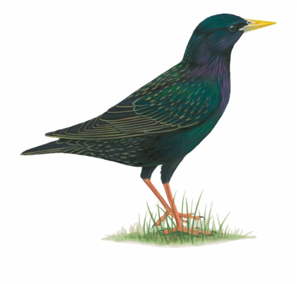 Перелетные птицы на прозрачном фоне