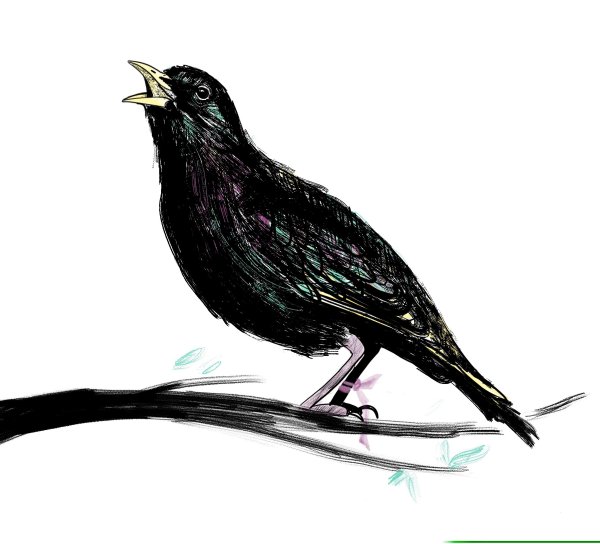 Скворец для детей