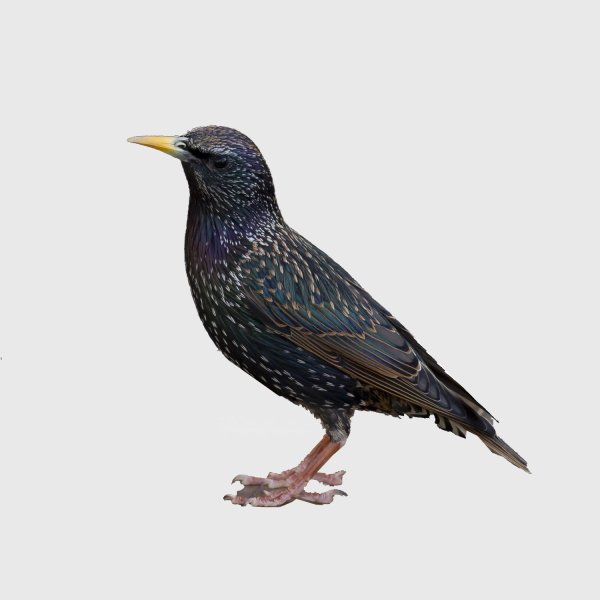 Скворец демонстрационный материал