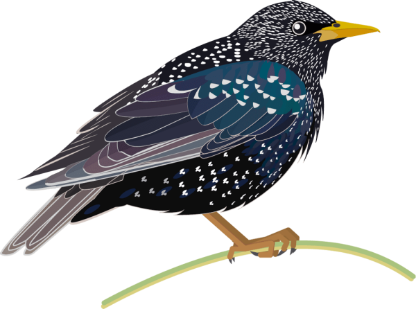 Скворец на белом фоне