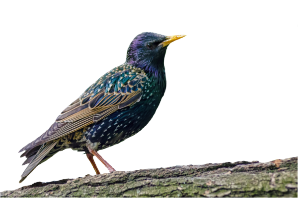 Скворец на белом фоне