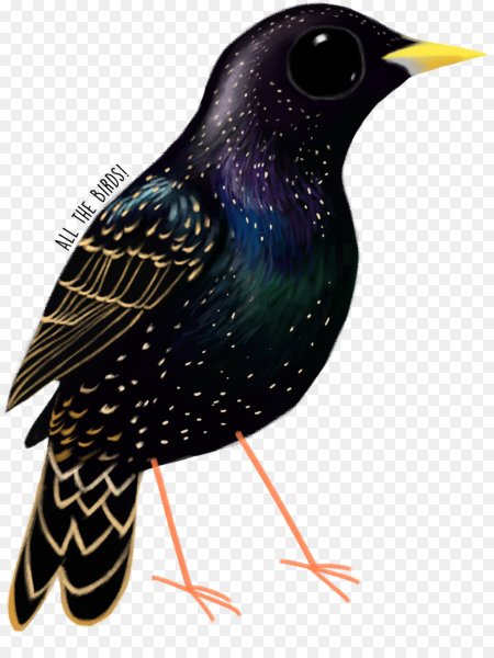 Скворец для дошкольников