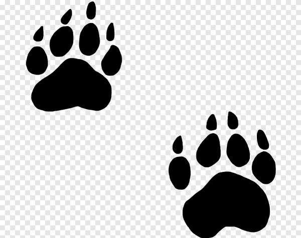 Следы медведя на прозрачном фоне