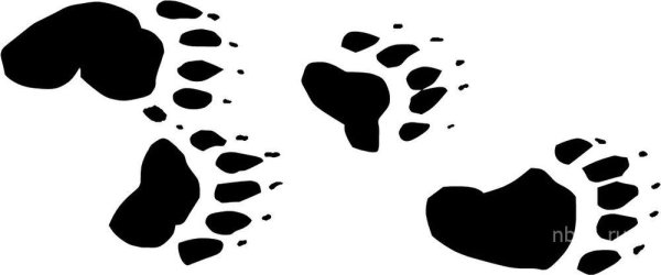 Следы белого медведя для детей