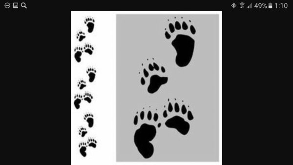 Следы медведя