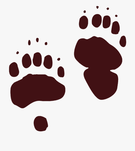 Следы медведя без фона