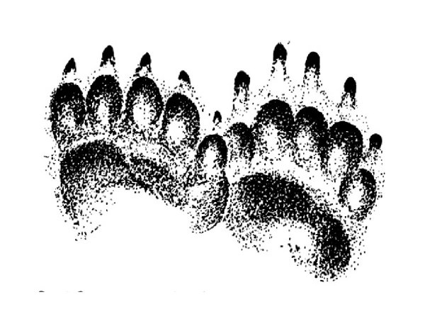 Следы медведя на белом фоне