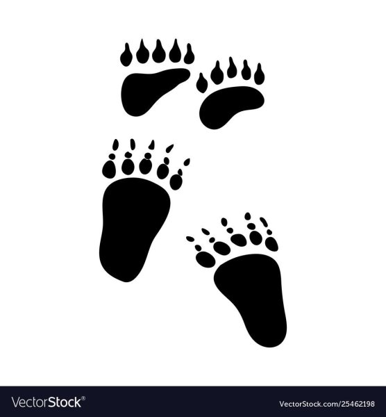 Следы животных ног на белом фоне