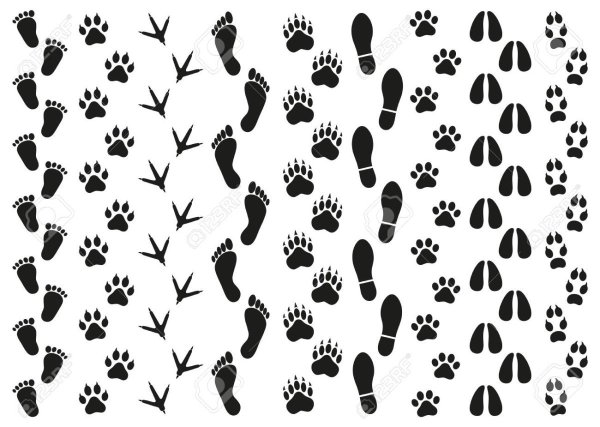 Следы зверей на белом фоне