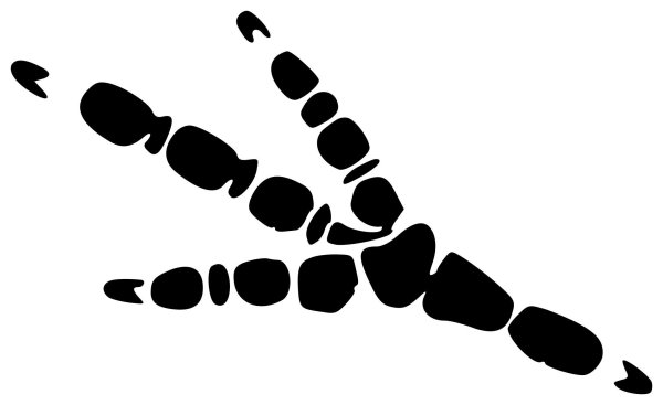 Следы животных черно белые