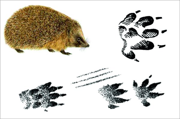 Следы лесных животных еж