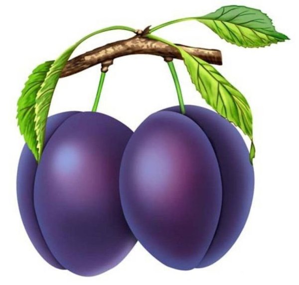 Слива для детей