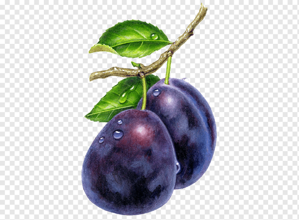 Сливы без фона