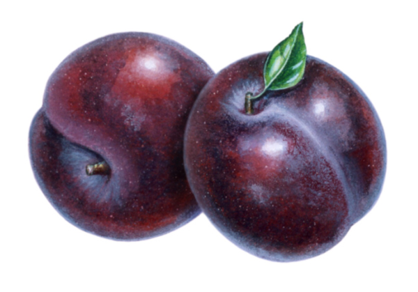 Муляж слива