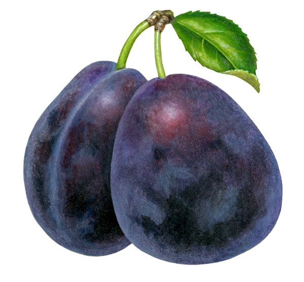 Слива мультяшная