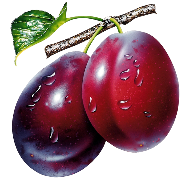 Слива на белом фоне