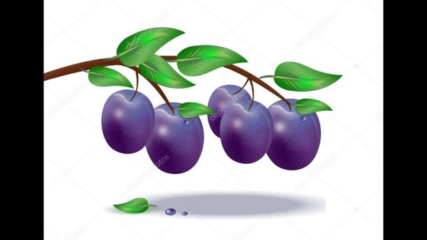 Слива карточка