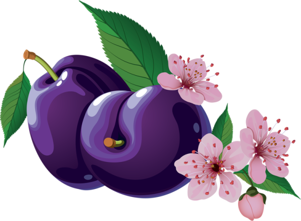 Слива вектор